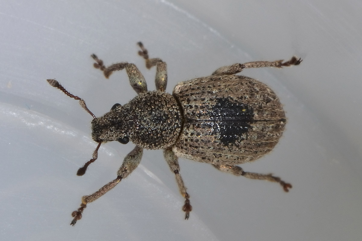 Mesagroicus amicalis - Curculionide